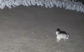 乐安县三条流浪犬夜袭鹅场咬死百余只鹅 一条流浪犬尚未被捕获