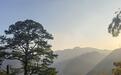 讓名木古樹“活”在寧波“兩山”實踐的守護(hù)下