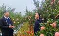 “蘋果之鄉”陜西洛川：連陰雨下的“護果戰”