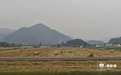 杭州巨型“瑞士卷”火出圈:这是给稻田的“奶油蛋糕”