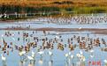 “京津冀最美湿地”衡水湖开启“黄金观鸟季”