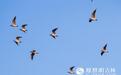 图集|长春伊通河畔，红嘴鸥舞动初冬