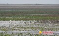 “翩翩白鹤”飞临鄱阳湖南矶湿地 越冬水鸟数量已突破8万羽