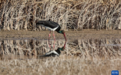 甘肃张掖黑河湿地:候鸟的冬日乐园