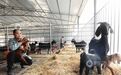 江西分宜:特色山羊 促农增收(图)