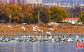 候鸟翩翩至,官厅水库变身“天鹅湖”