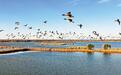 衡水湖上,万羽齐飞织“鸟浪”