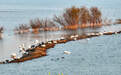 候鸟齐聚黄河岸！济南鹊山水库沉沙池变身“天鹅剧场”