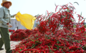 鳳翔區(qū)橫水鎮(zhèn):紅辣椒鋪就產(chǎn)業(yè)振興幸福路