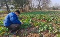 黄山市徽州区:农技服务到田头 护航油菜安全越冬
