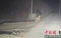 孤狼夜巡祁连山保护区 生态向好再添佐证