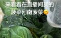 河南趴地菠菜 “站”起来了!