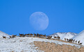 甘肃盐池湾白唇鹿踏雪奔腾