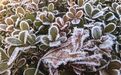 浙江人挺住:昼夜温差达15℃,持续晴冷一周,还有严重冰冻