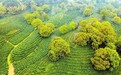 千年名茶邂逅中国速度
