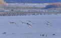 湿地频现万鸟翔集 湖北越冬水鸟数量创新高