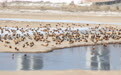 花脸鸭首现秦王川 两千候鸟集结湿地越冬