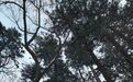 雪绘吉林 G334桦甸段变身银白画廊