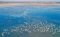 我们为什么需要湿地?——河南践行“两山”理念守护湿地生态纪实