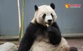 熊猫西游记 |市长亲迎!大熊猫“宝元”“德瑞”抵达乌鲁木齐,入住水上乐园新家