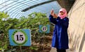 甘肃民勤:南果北种无花果 甜蜜经济饱口福