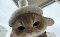 2026玻璃胃猫咪的猫粮推荐:护肠软便克星,精准适配全场景需求