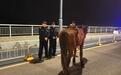 小马“越狱”跑到马路上 民警化身“套马的汉子”用布条当缰绳