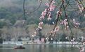 西湖边桃花开了!浙江阳光回归 直冲23℃