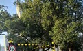 “以为没人管”撞断限高杆,货车司机“小聪明”吃大亏