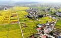 遂川县:油菜盛放满目金 乡村美景入画来(图)