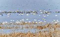 冬候鸟未走 夏候鸟已至!武汉湿地候鸟闹春