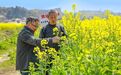 江西金溪:人才下乡 绘就油菜丰产新图景(图)