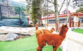 庐山首家“动物乐园”亲子餐厅开业 三只羊驼先期入驻