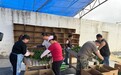 海口东山镇马坡洋辣椒滞销 多方联动破解难题