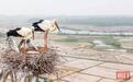 东方白鹳“塔生”回来了!鄱阳湖2025年越冬候鸟超70万只