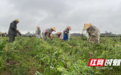 江永:春雨润田采收忙 越冬香芋产销旺