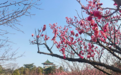 踏青正当时,盘点烟台市区赏花打卡地