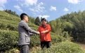 铅山县1139块茶园有了“电子身份证”,全流程可追溯、可管控
