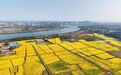 贵溪市:千亩油菜花海绘就和美乡村新画卷