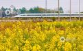 泰和县:高铁列车穿行于油菜花海中(图)