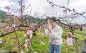 永新县:黄桃花开迎客来(图)