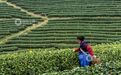 吉水县:茶香满园采茶忙(图)