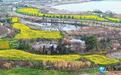 九江:花开春意浓(图)