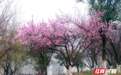 衡阳:烟雨锁东洲 桃浪染春华