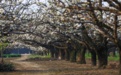 柘城县:梨花似雪迎客来 果农授粉忙春耕