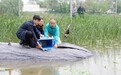全球首次 12只自然繁育野化青头潜鸭在衡水湖放飞