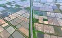 泰和县:春耕田园景美如画(图)