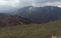甘肃岷县:小小猫尾草 长成大产业