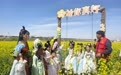 不止赏花一时热,丰县如何让千亩花田转化民生红利?