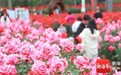 连免3天!三亚亚龙湾国际玫瑰谷邀你免费赏花